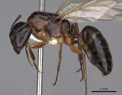 Plancia ëd Camponotus clarithorax Creighton 1950