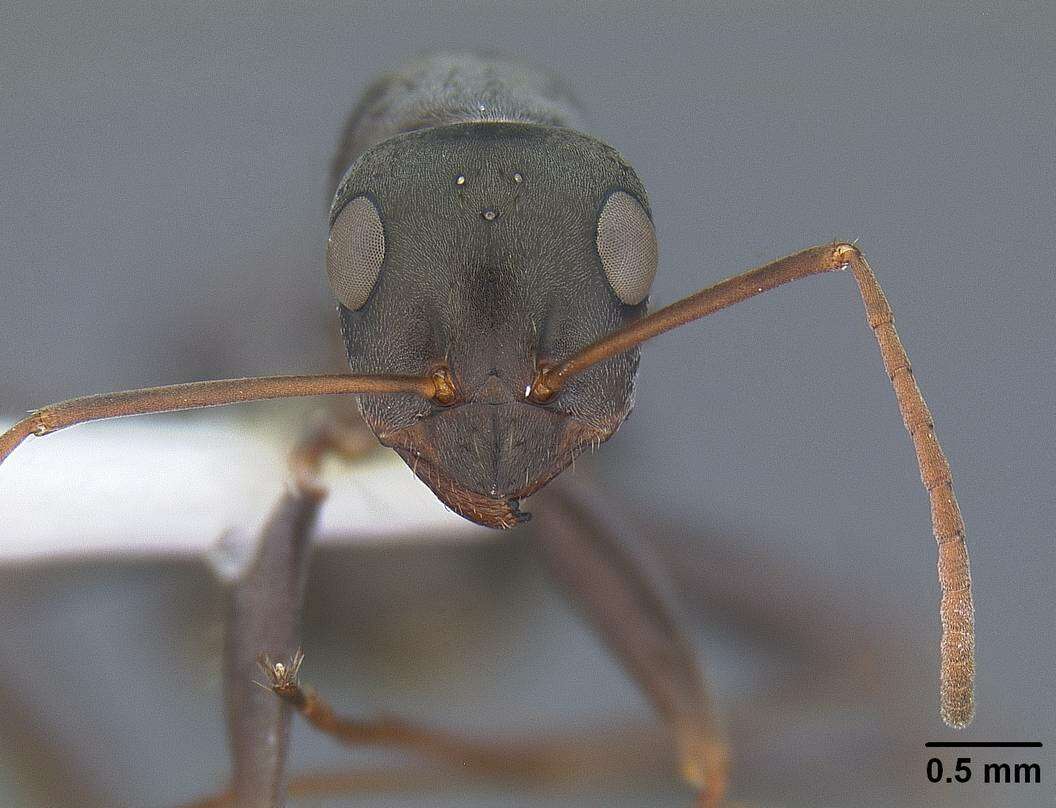 Imagem de Formica subelongata Francoeur 1973