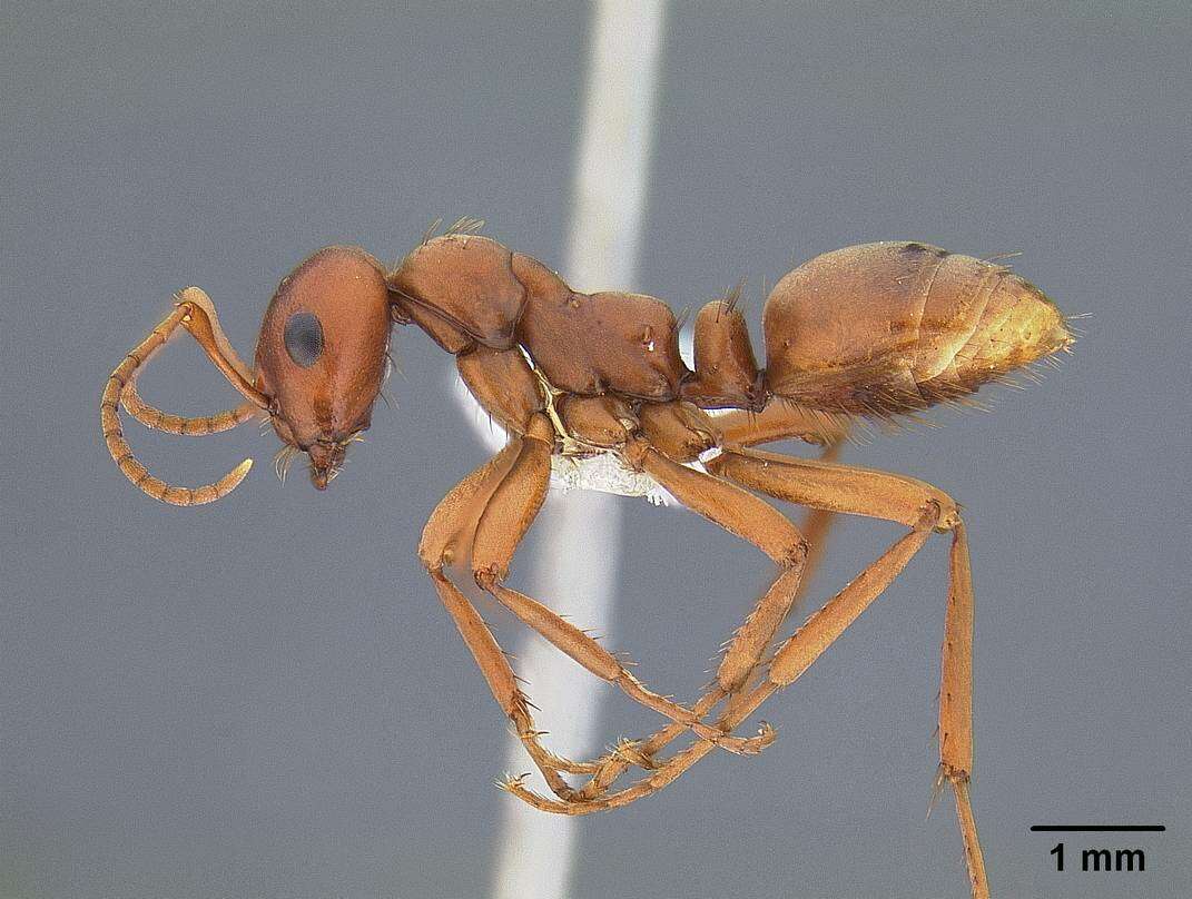 Image de <i>Polyergus vinosus</i>