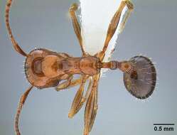 Image de Aphaenogaster patruelis Forel 1886