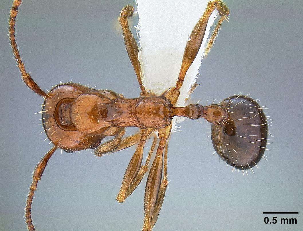 Image of Aphaenogaster patruelis Forel 1886