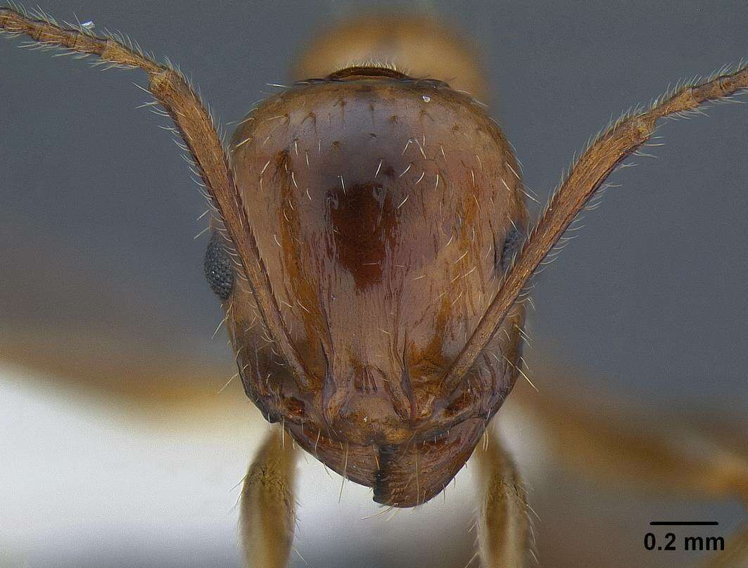 Image de Aphaenogaster patruelis Forel 1886