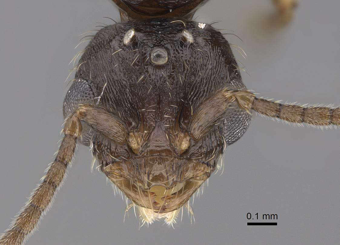 Image of Monomorium