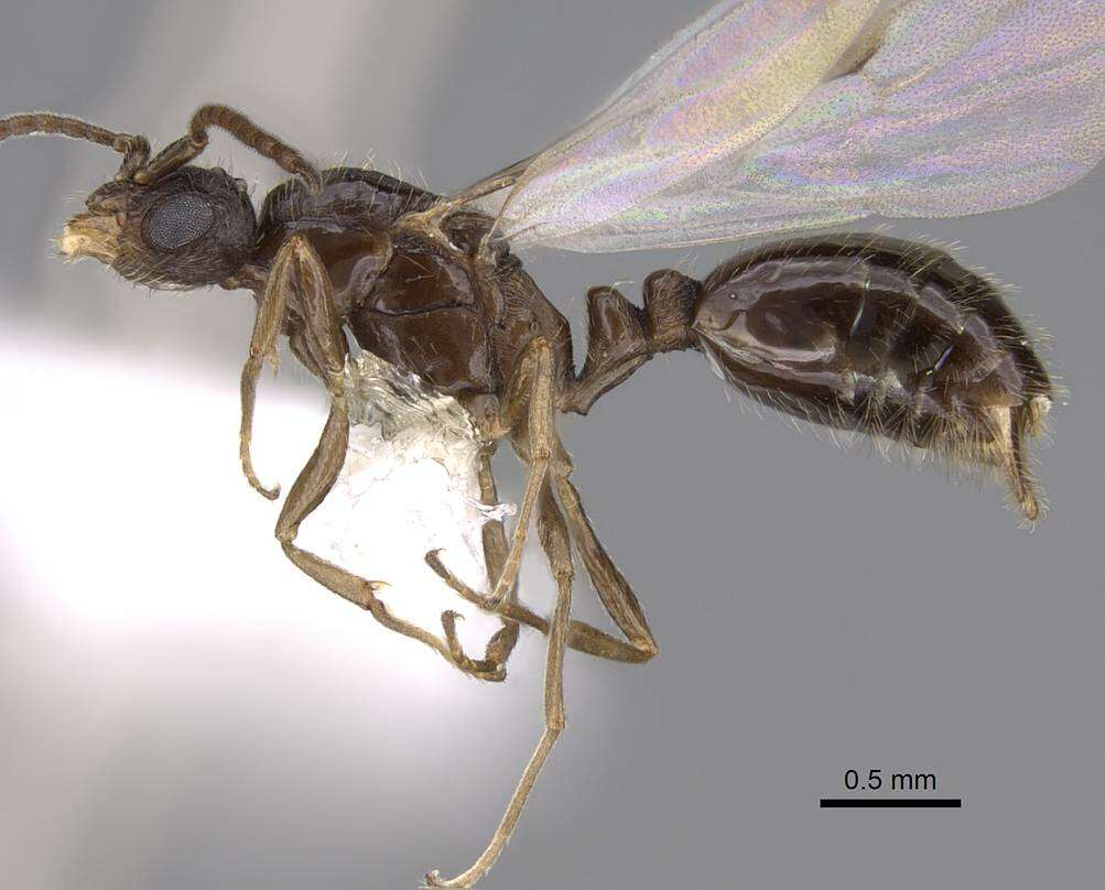 Image of Monomorium