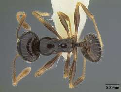 Image of Pheidole clementensis Gregg 1969