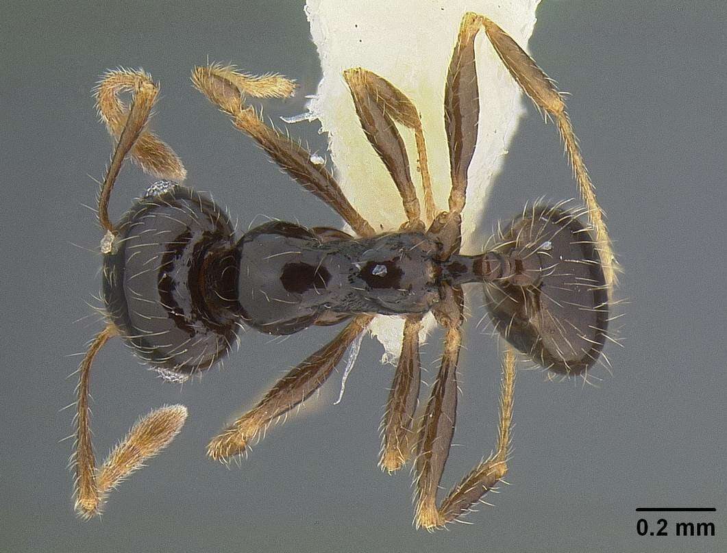 Image of Pheidole clementensis Gregg 1969