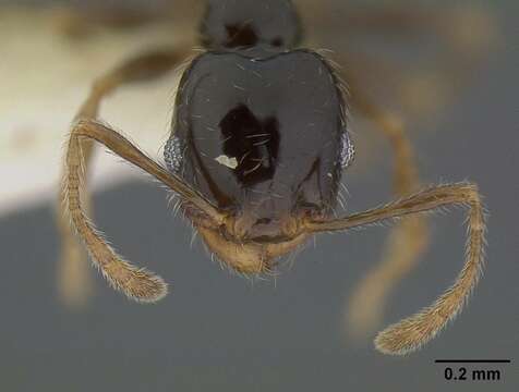 Plancia ëd Pheidole clementensis Gregg 1969