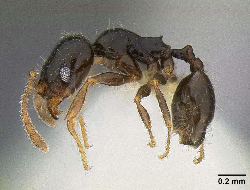 Image of Pheidole clementensis Gregg 1969