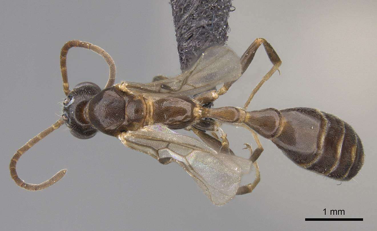 Image of Pseudomyrmex