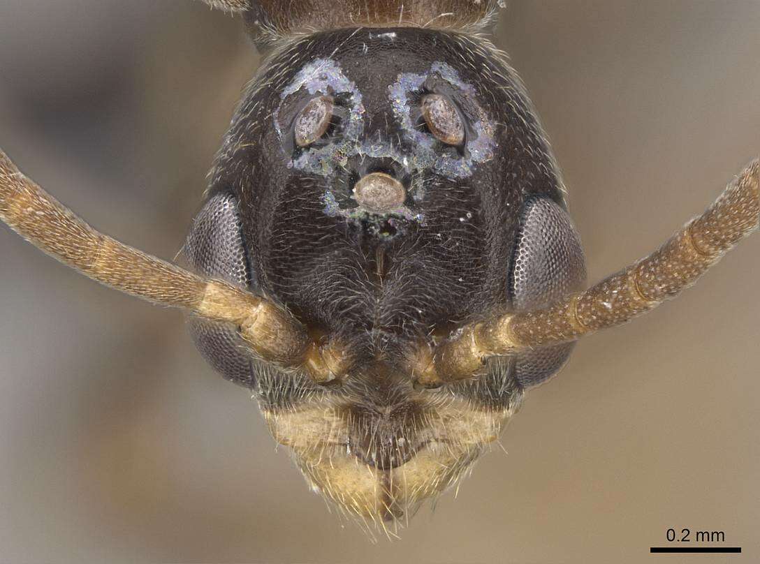 Image of Pseudomyrmex