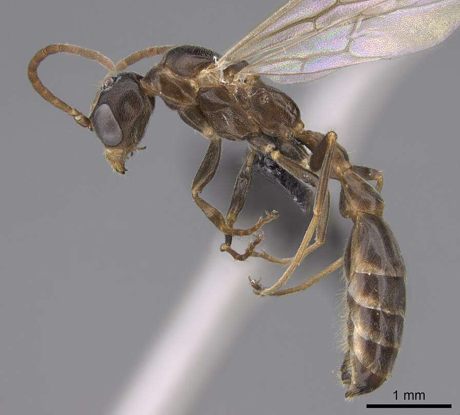 Image of Pseudomyrmex