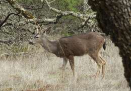 Image of Columbian black-tailed deer