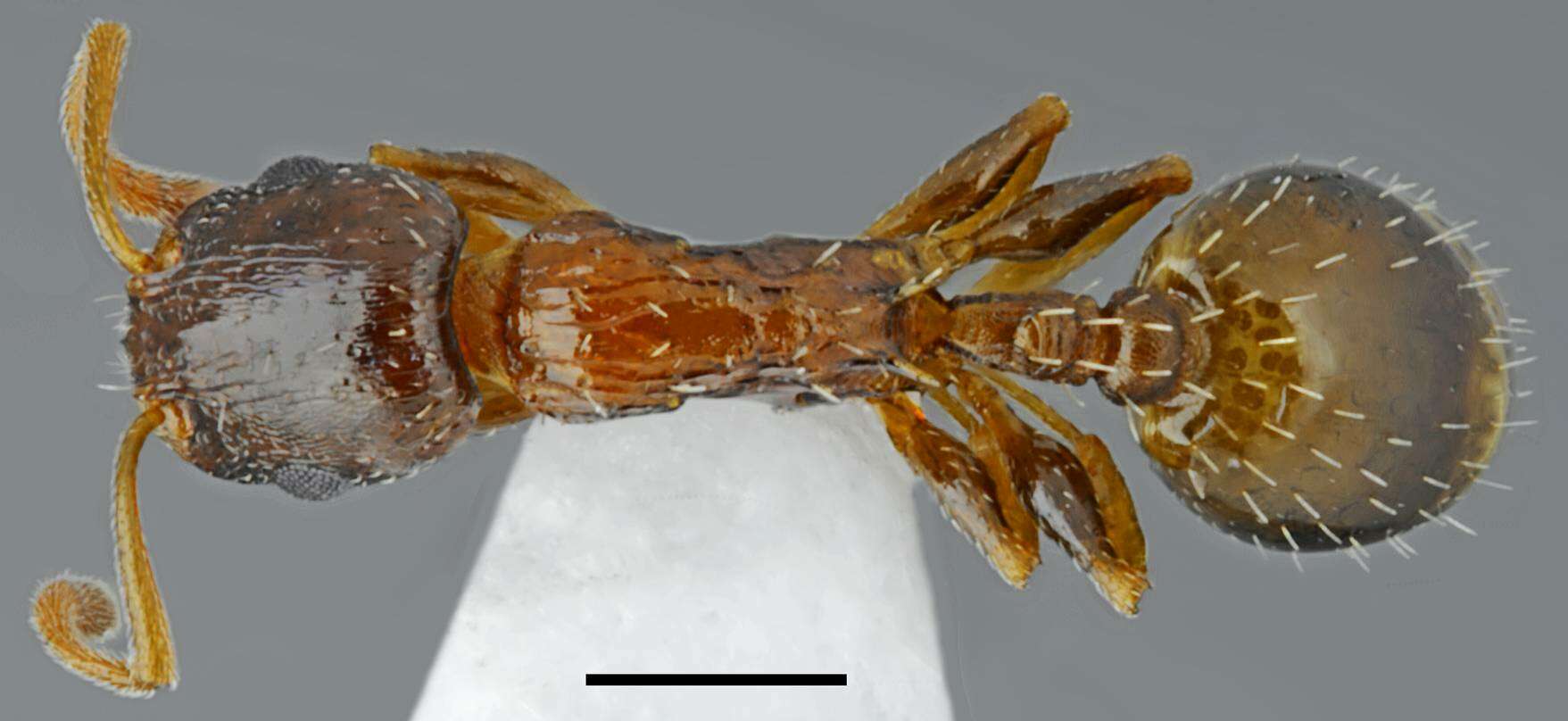 Image of Temnothorax minotaurosi