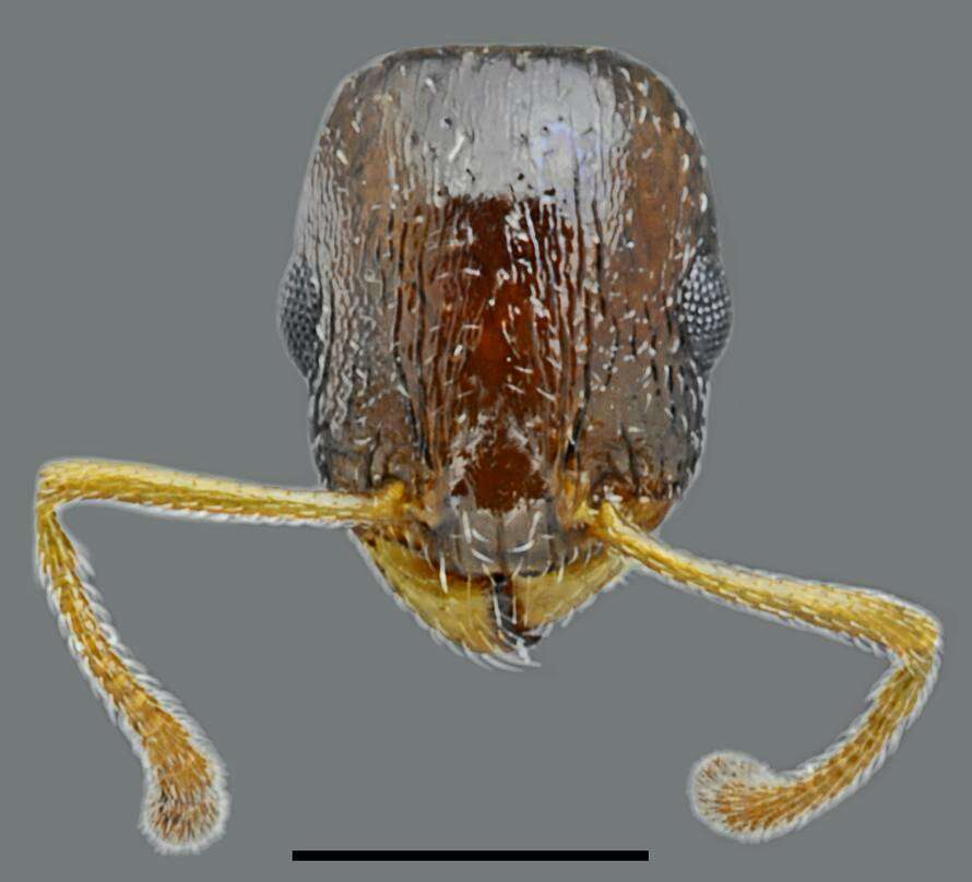 Image of Temnothorax minotaurosi