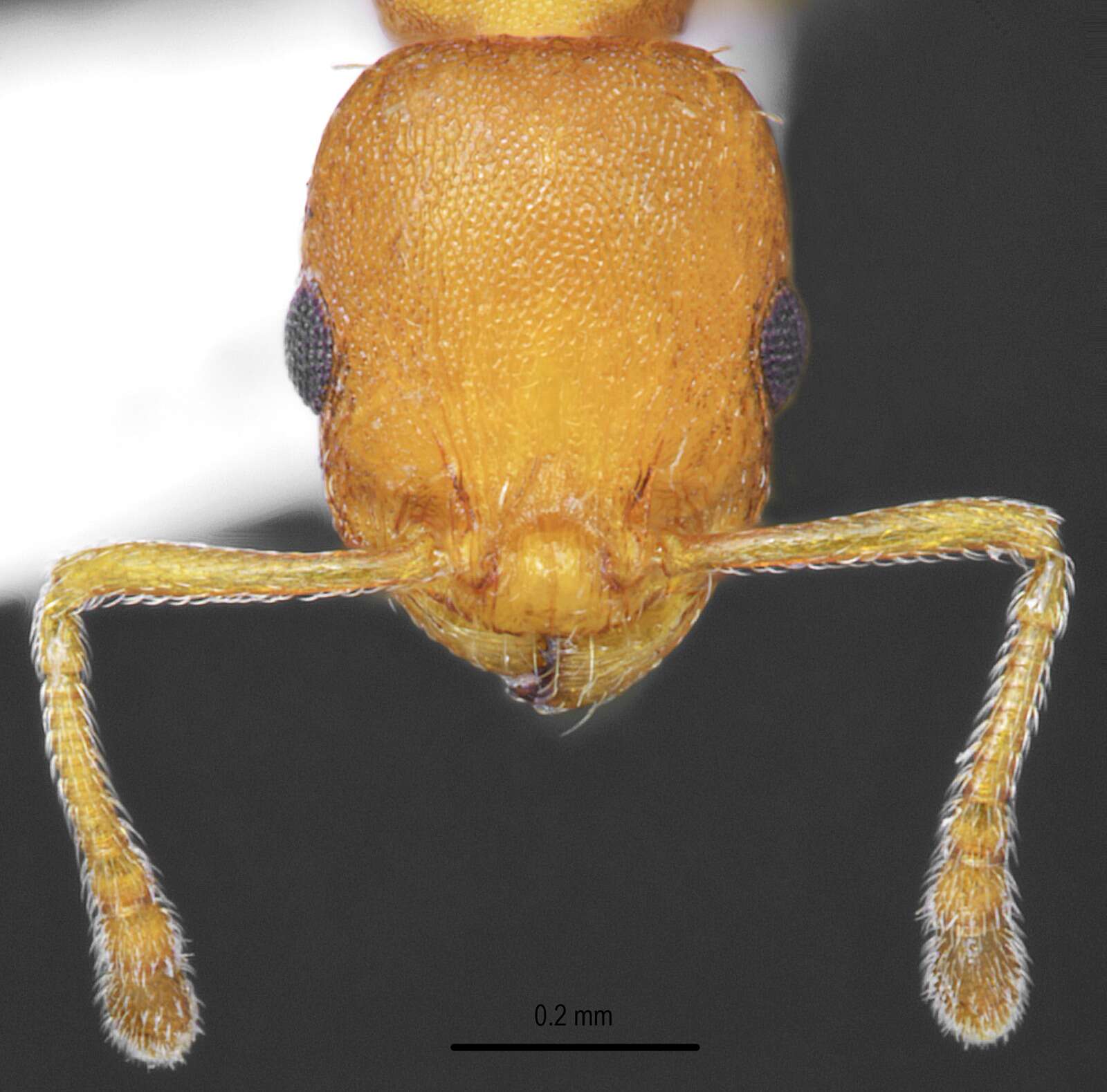 Image of Temnothorax brackoi