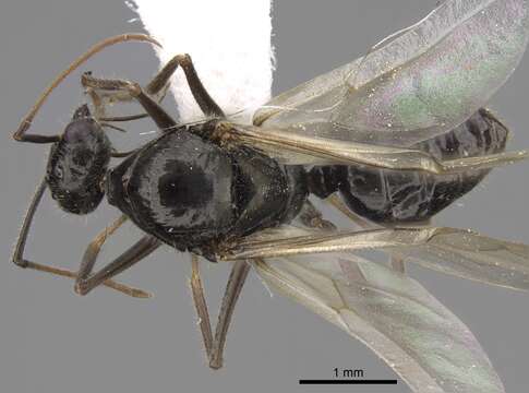 Image of Myrmecocystus mimicus Wheeler 1908