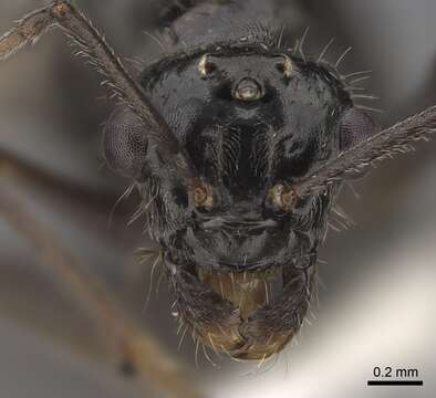 Image of Myrmecocystus mimicus Wheeler 1908