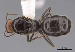 Image of Myrmecocystus semirufus Emery 1893