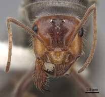 Image of Myrmecocystus semirufus Emery 1893