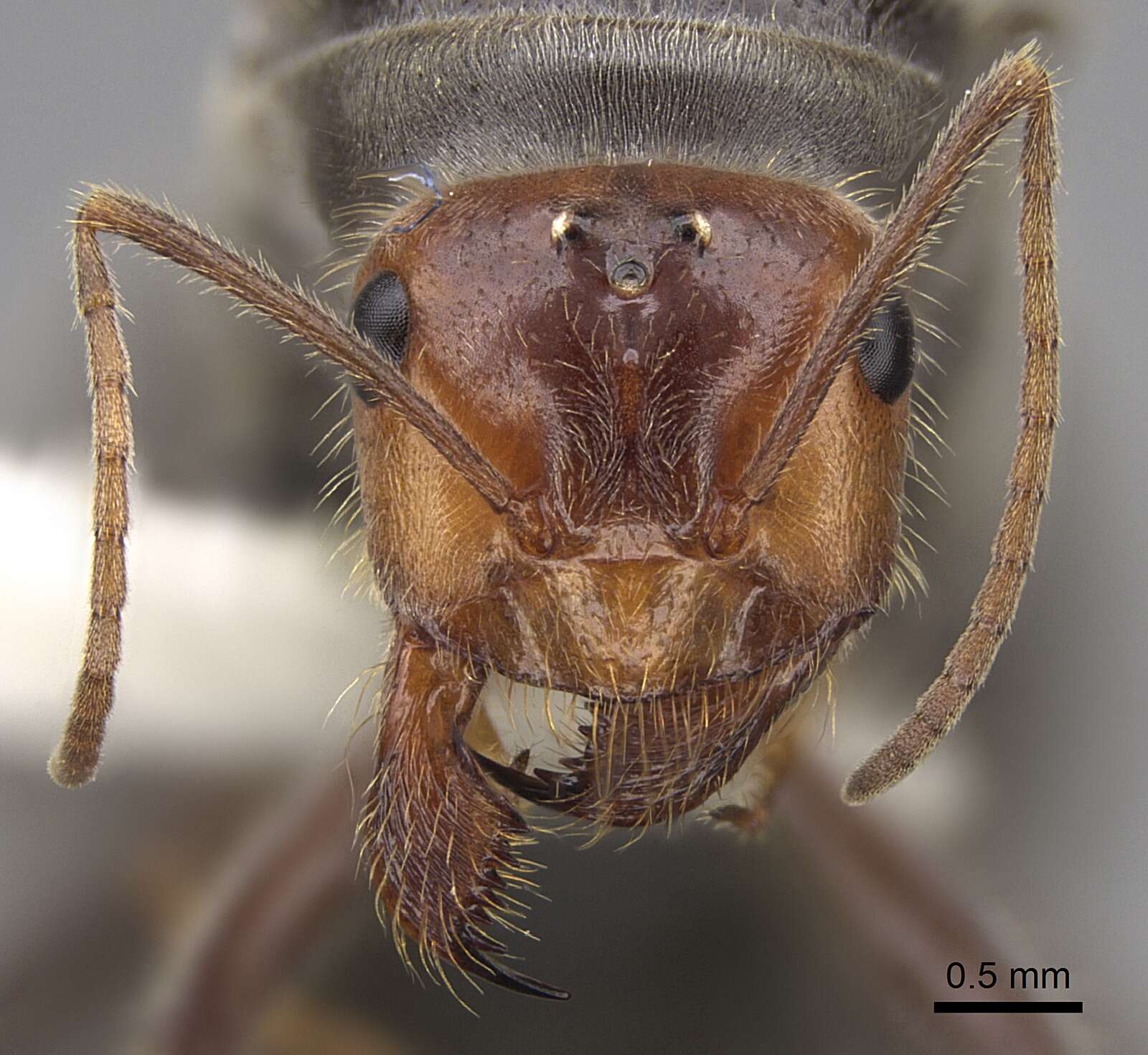 Image of Myrmecocystus semirufus Emery 1893