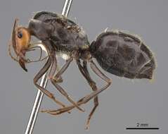 Image of Myrmecocystus semirufus Emery 1893