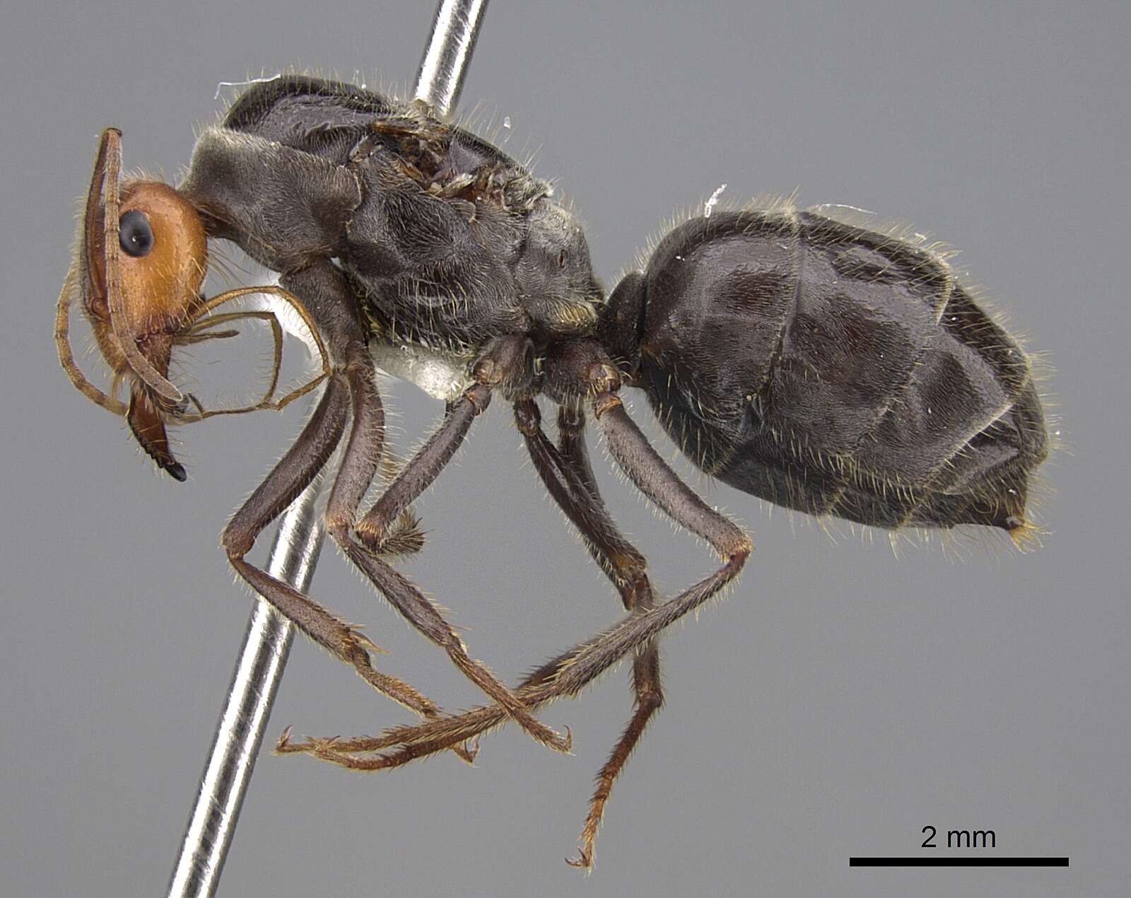 Image of Myrmecocystus semirufus Emery 1893