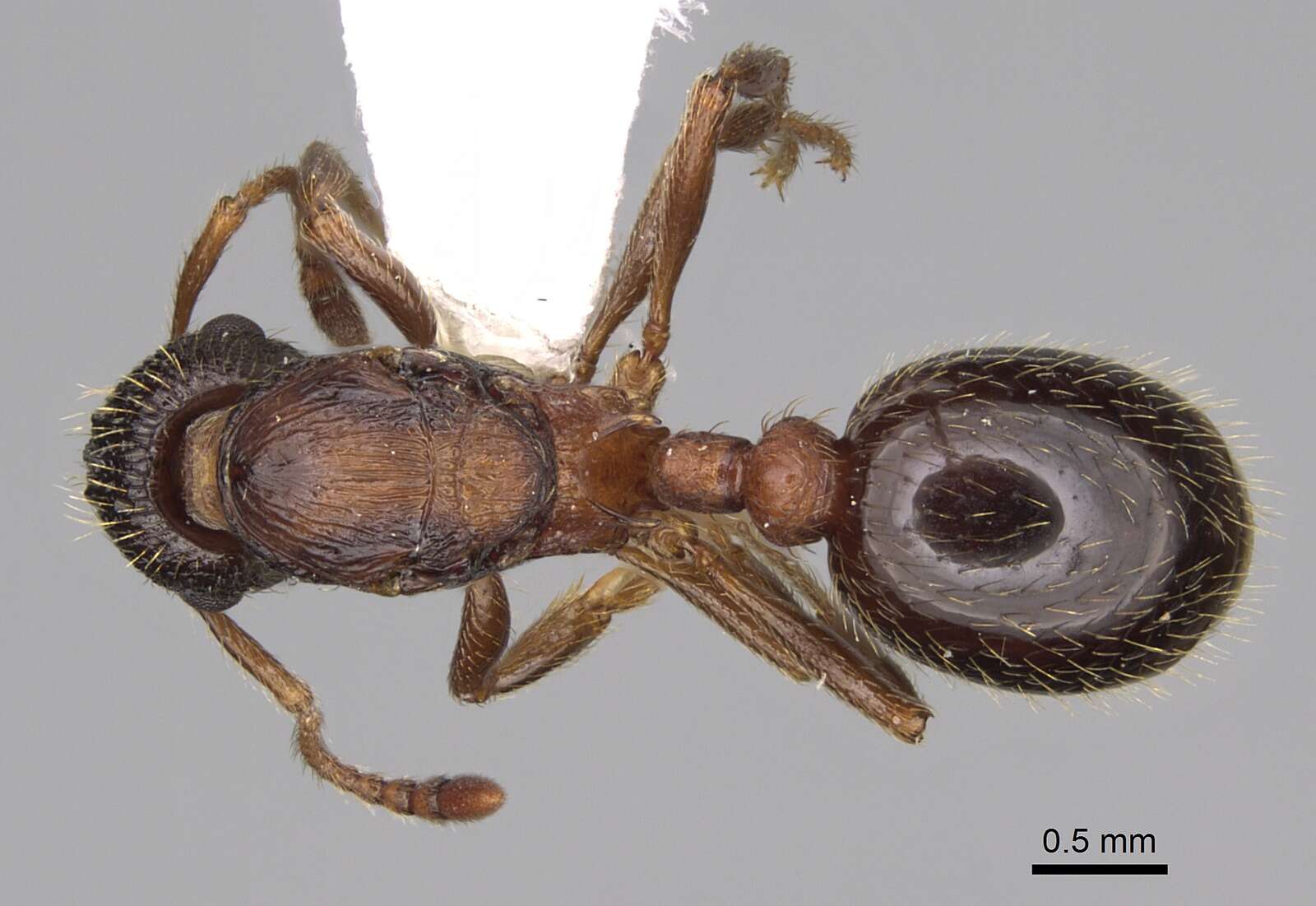 Image of Myrmica discontinua Weber 1939