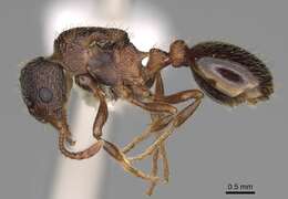 Image of Myrmica discontinua Weber 1939