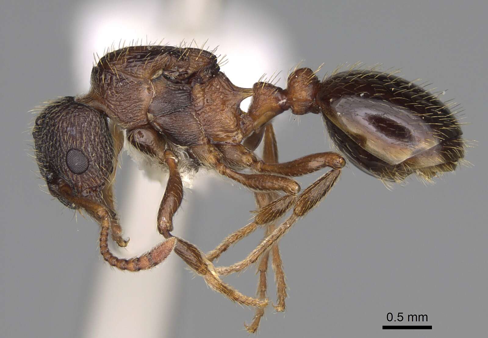 Image of Myrmica discontinua Weber 1939