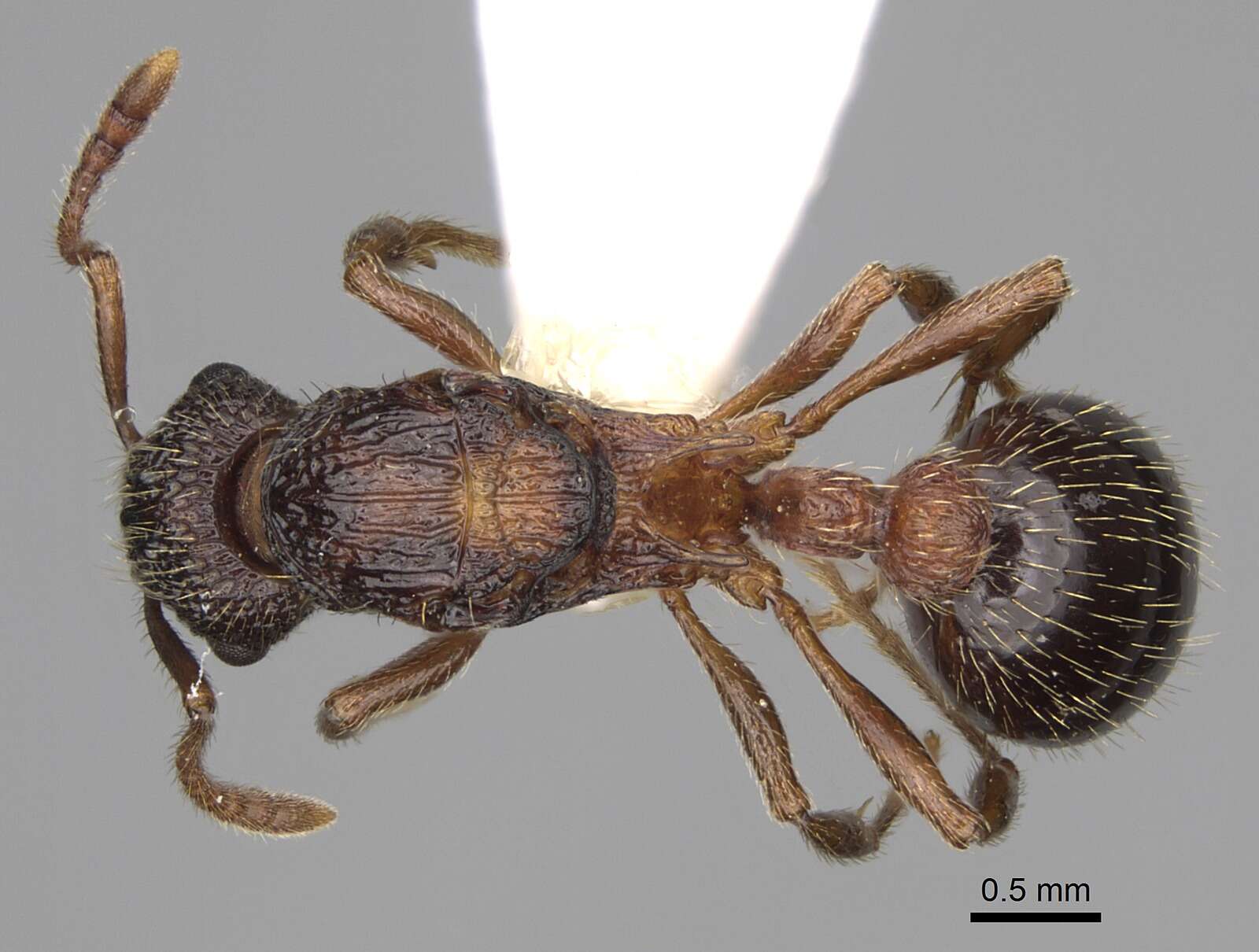 Plancia ëd Myrmica tahoensis Weber 1948