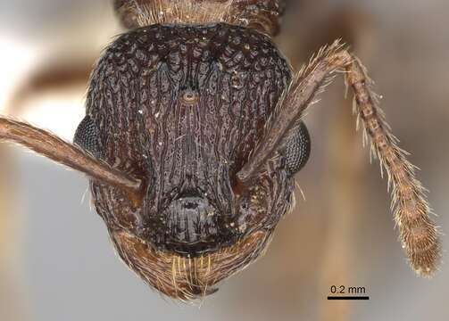 Plancia ëd Myrmica tahoensis Weber 1948