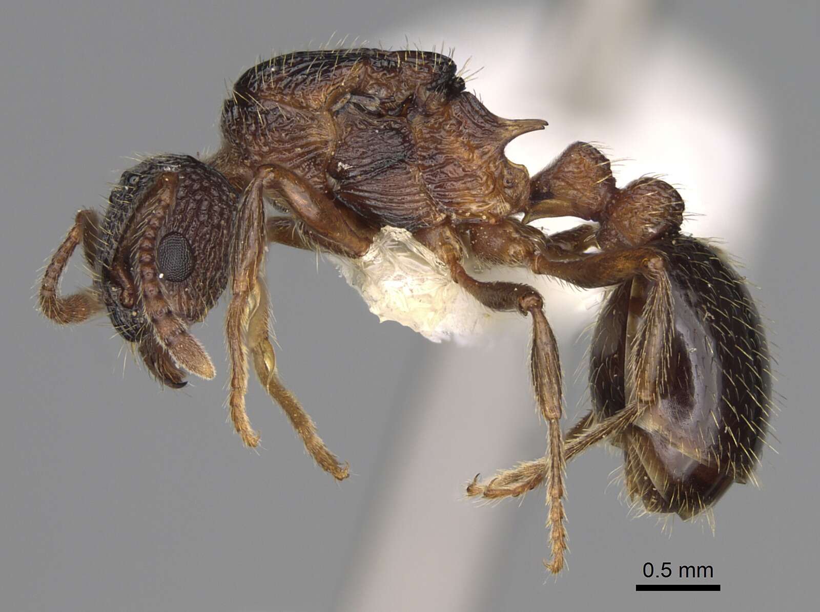 Plancia ëd Myrmica tahoensis Weber 1948