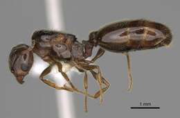 Pheidole bicarinata Mayr 1870 resmi