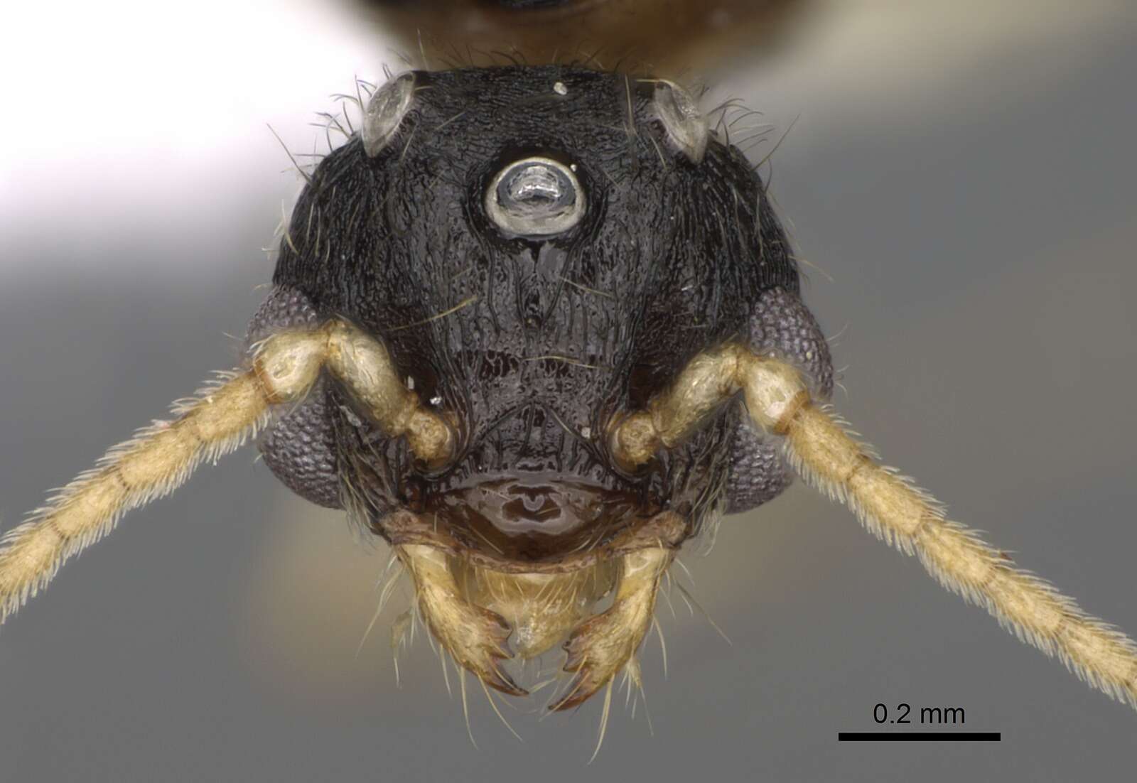 Pheidole bicarinata Mayr 1870 resmi