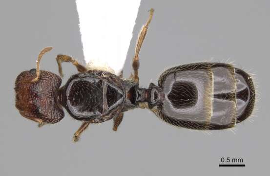 Plancia ëd Pheidole clementensis Gregg 1969