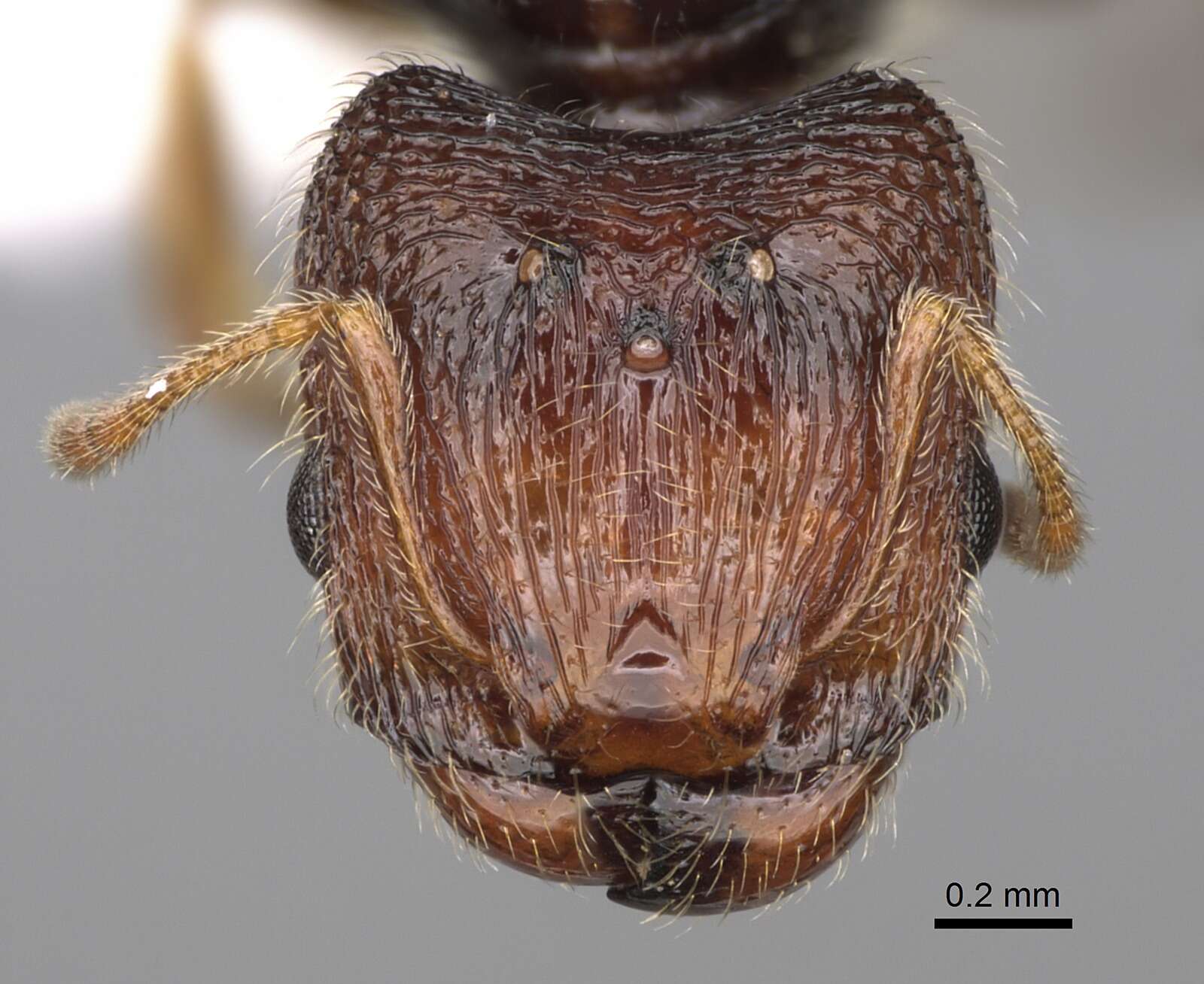 Image of Pheidole clementensis Gregg 1969