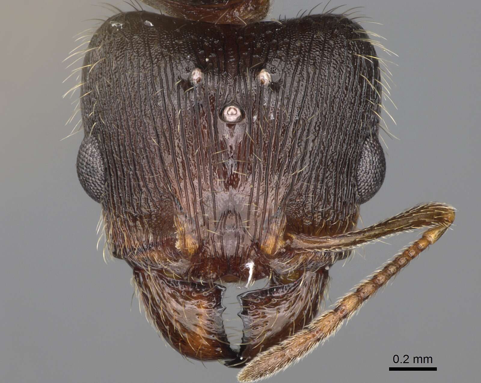 Image of Pheidole clydei Gregg 1950