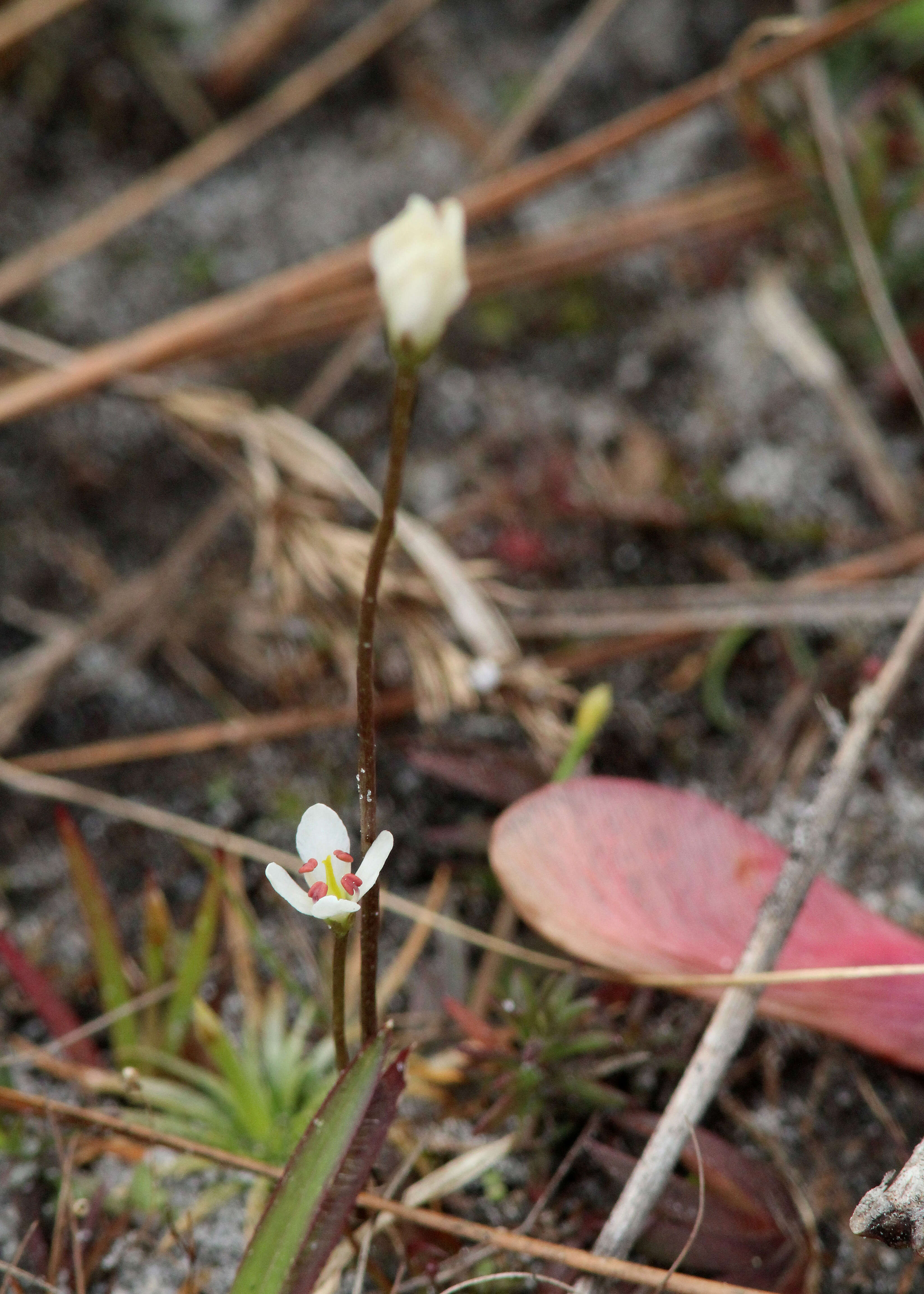 Image of White Screwstem