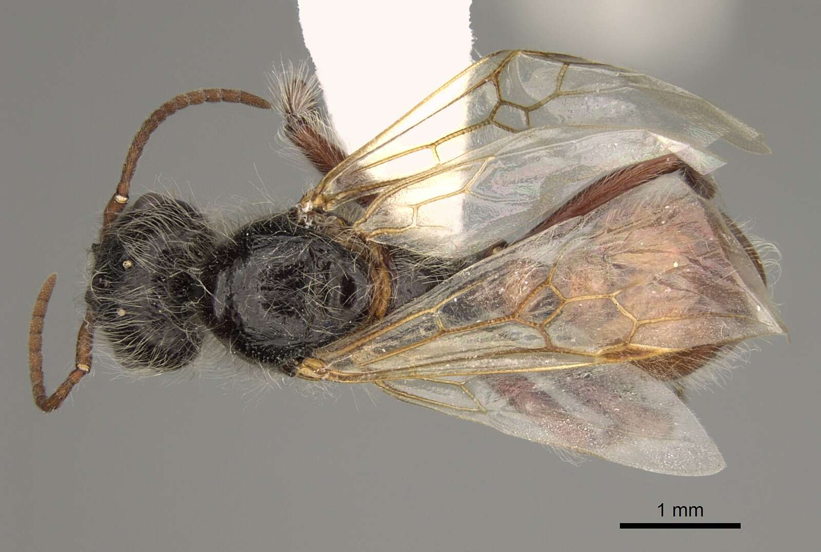 Imagem de Pogonomyrmex desertorum Wheeler 1902