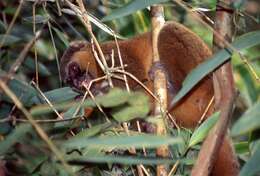 Image of golden bamboo lemur