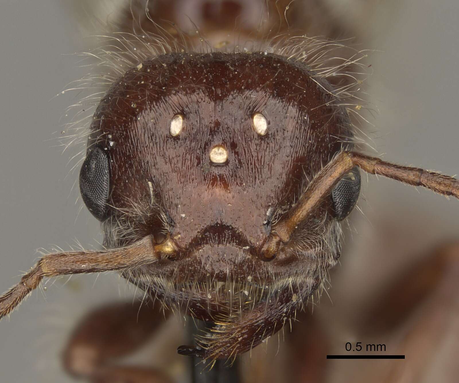 Image de Pogonomyrmex rugosus Emery 1895