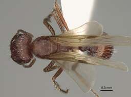 Слика од Pogonomyrmex subdentatus Mayr 1870