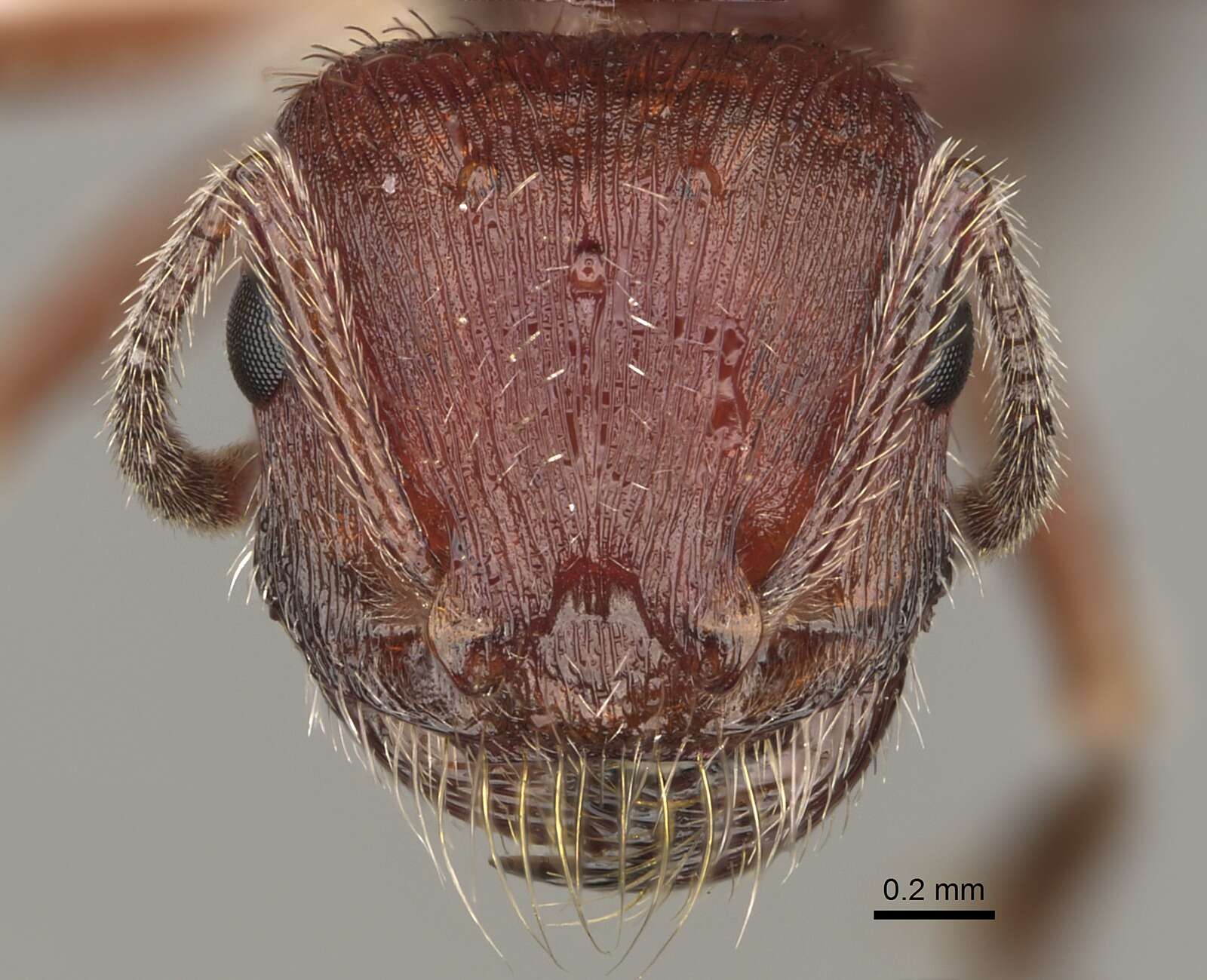 Слика од Pogonomyrmex subdentatus Mayr 1870