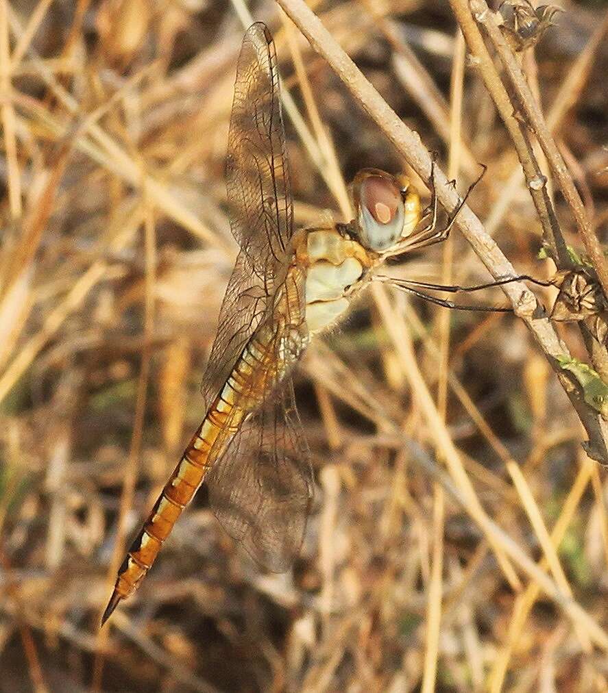 Image of Rainpool Gliders