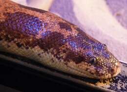 Image of Sand Boa