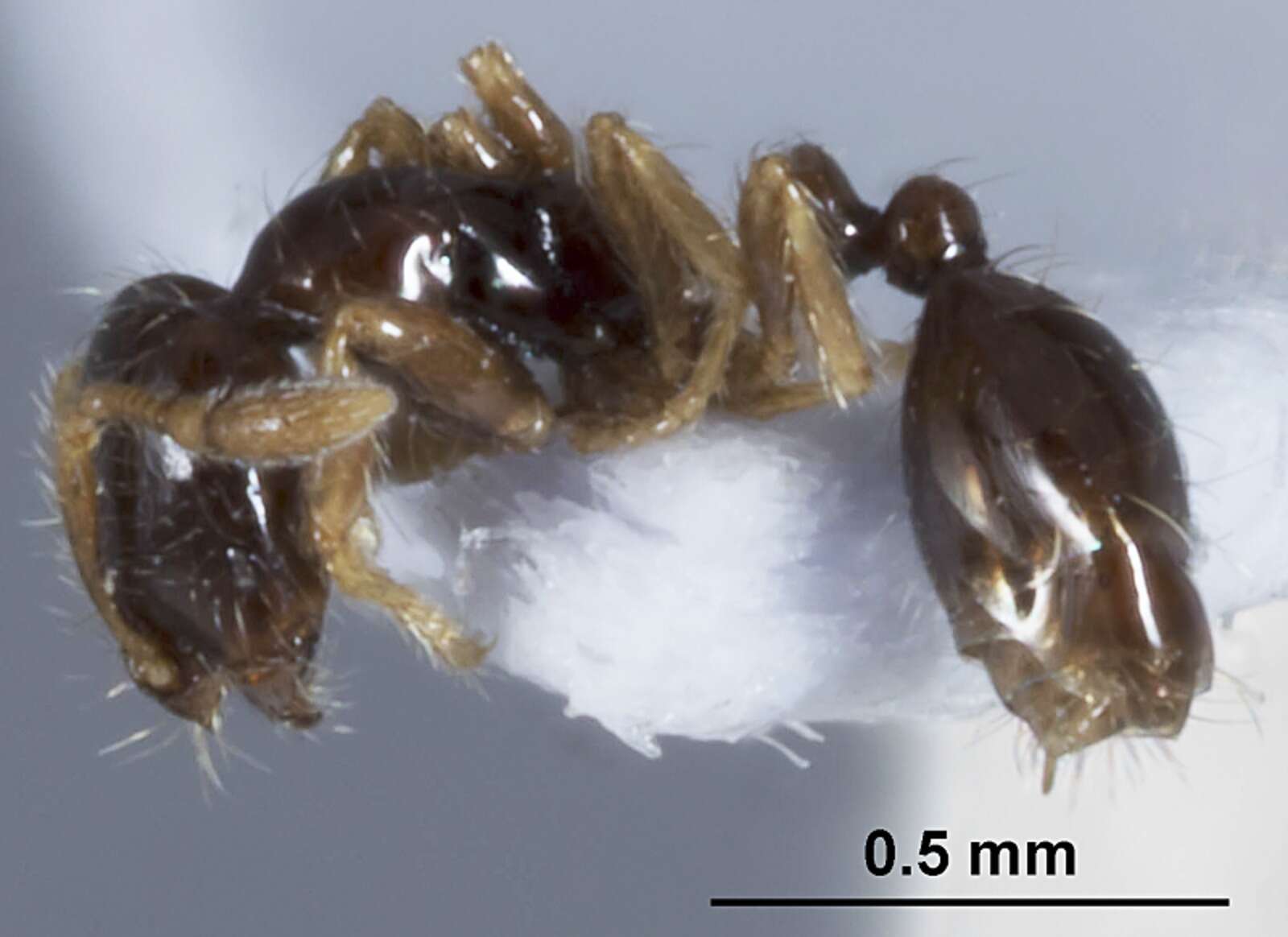 Image of Ant