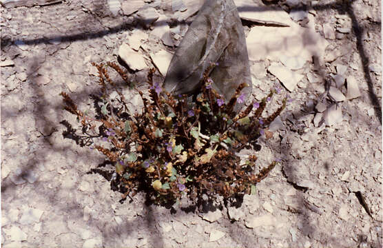 Image of Attwood's phacelia