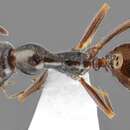 Image of Proformica oculatissima (Forel 1886)