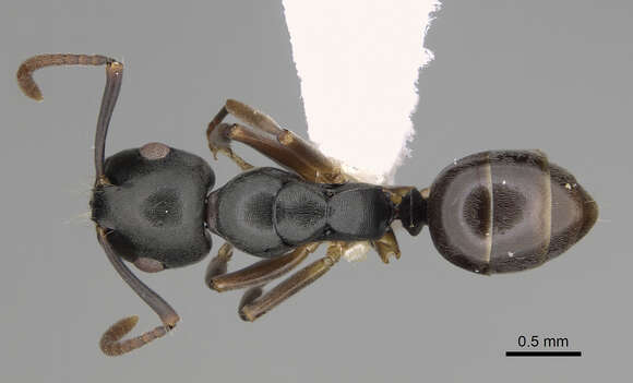 Image of Overbeckia