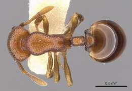 Image of Mesostruma exolympica Taylor 1973